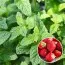 М'ята Strawberry Mint фото