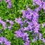 Флокс Stolonifera Purpurea Purple фото