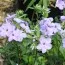 Флокс Stolonifera Blue Ridge фото