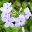 Флокс Stolonifera Blue Ridge фото