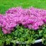 Флокс Stolonifera Home Fires фото