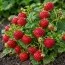 Малино-полуниця Framberry (Унікальні плоди) фото