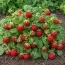 Малино-полуниця Framberry (Унікальні плоди) фото