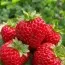 Малино-полуниця Framberry (Унікальні плоди) фото