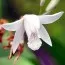 Блетілла Striata Alba фото