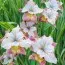 Ірис Sibirica Sugar Rush фото