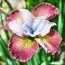 Ірис Sibirica Sugar Rush фото