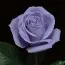 Троянда Suntory Blue Rose Applause фото