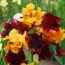 Ірис Supreme Sultan фото