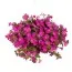 Сурфінія Trailing Pink фото