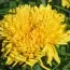 Чорнобривці Simba Yellow фото