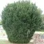 Тис Hicksii фото