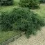 Тис Repandens фото