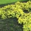 Тис Summergold фото