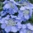 Гортензія Teller Blue фото