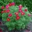Півонія Tenuifolia (Hybrid) фото