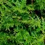 Туя Atrovirens фото