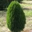 Туя Green Egg фото