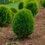 Туя Green Egg фото