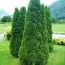 Туя Holmstrup фото