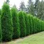Туя Occidentalis Pyramidalis фото