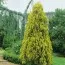 Туя Pyramidalis Aurea фото