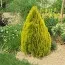 Туя Pyramidalis Aurea фото