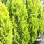 Туя Pyramidalis Aurea фото