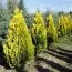Туя Pyramidalis Aurea фото