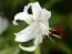 Лілія Speciosum Album фото