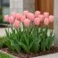 Тюльпан Mystic van Eijk фото