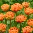 Тюльпан Orange Flavour фото