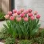 Тюльпан Polder Pink фото