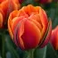 Тюльпан Queensday фото
