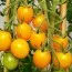 Помідор Золотий Горіх фото