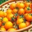 Помідор Золотий Горіх фото