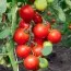 Помідор Christmas Grapes фото