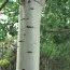 Тополя сіріюча фото
