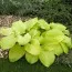 Хоста Tortilla Chip фото