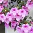 Ахіменес Peach Blossom фото