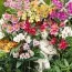 Альстромерія Ligtu-hybrids фото