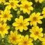 Біденс Yellow Charm фото