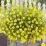 Біденс Yellow Charm фото