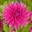 Жоржина Purple Gem фото