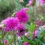 Жоржина Purple Gem фото