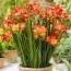 Фрезія Single Orange (Акційна) фото