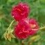 Геліантемум Cerise Queen фото
