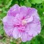 Гібіскус сирійський Lavender Chiffon фото