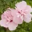 Гібіскус сирійський Pink Chiffon фото