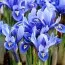 Ірис Reticulata фото